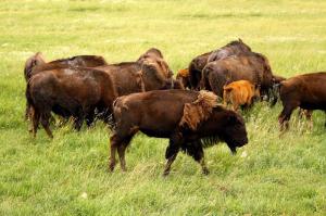Kanada | Manitoba - Kanadas „Big Five“ der Tierwelt erleben Kanada | Manitoba - Kanadas „Big Five“ der Tierwelt erleben